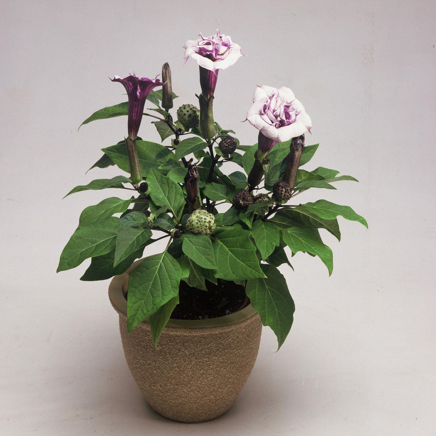 Datura Assorted - View 12 from www redcrocus com