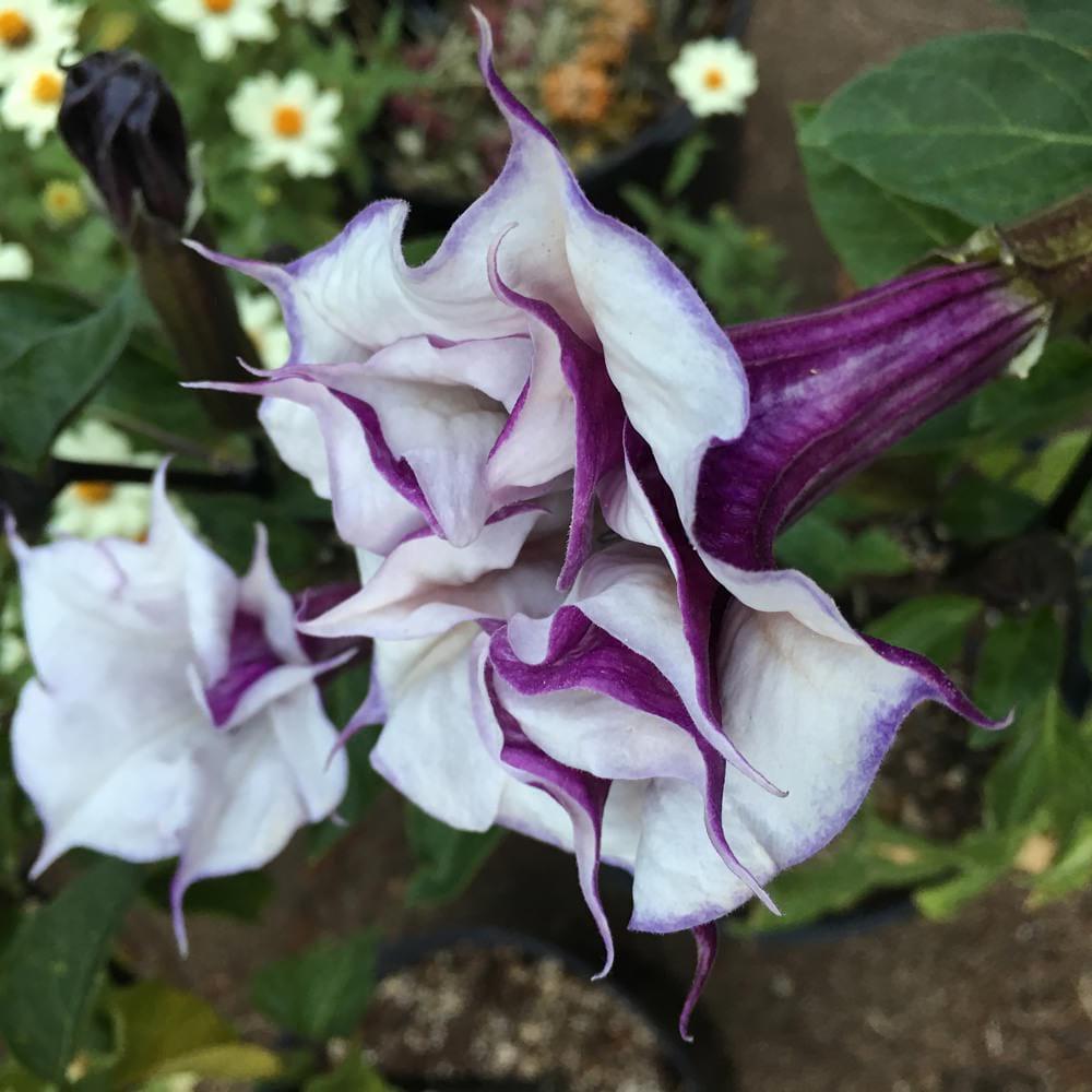 Datura Assorted - View 13 from www redcrocus com