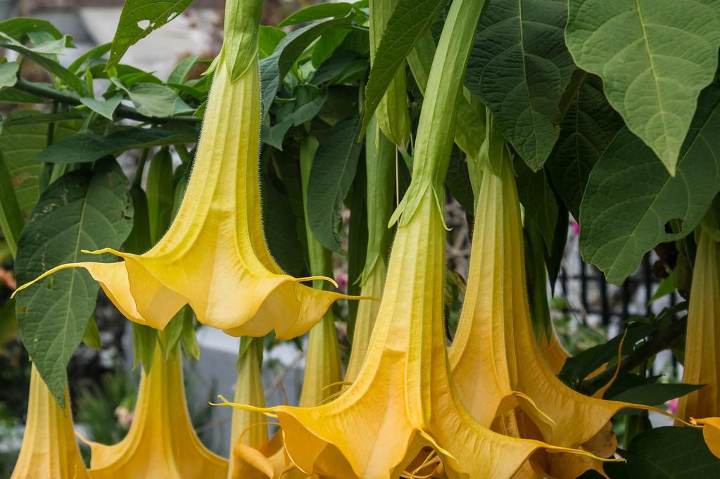 Datura Assorted - View 14 from www redcrocus com