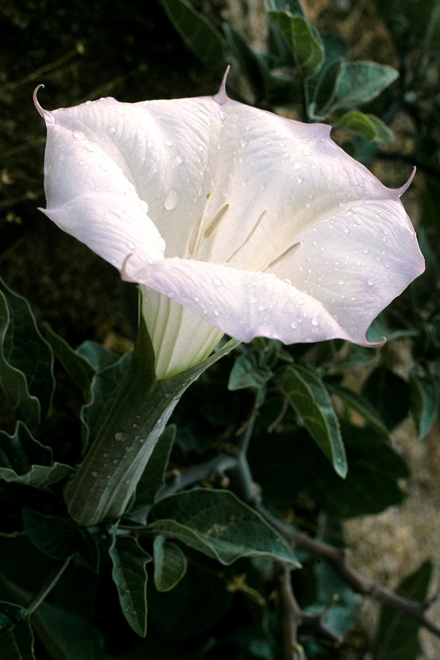 Datura Assorted - View 15 from www redcrocus com