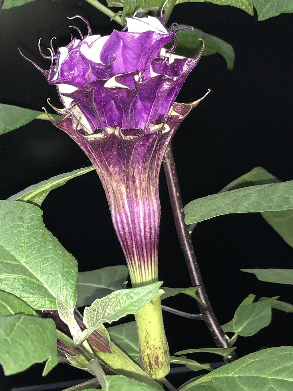Datura Assorted - View 16 from www redcrocus com