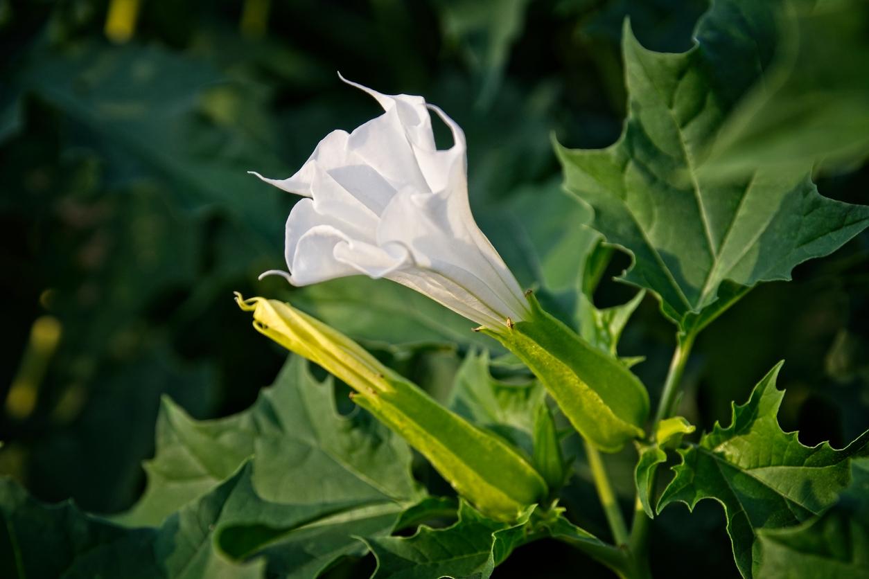 Datura Assorted - View 18 from www redcrocus com