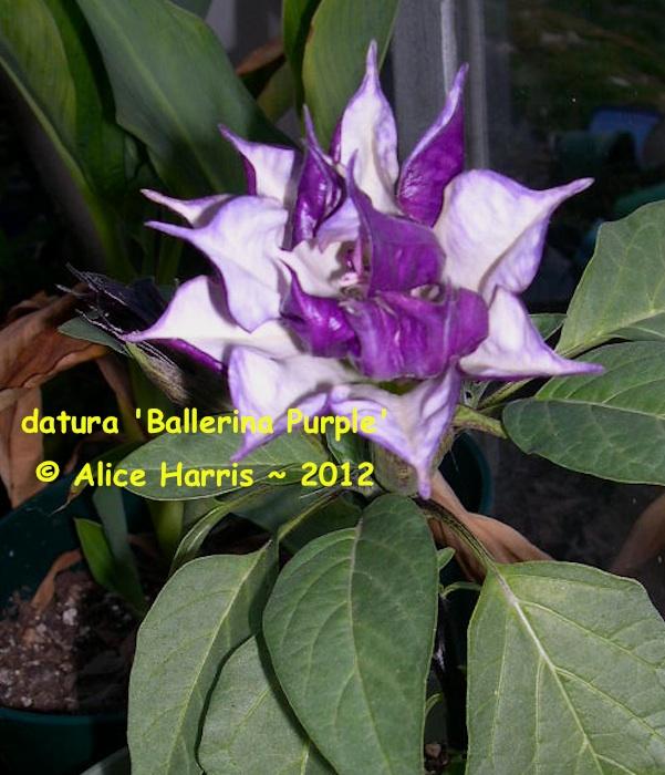 Datura Assorted - View 1 from www redcrocus com