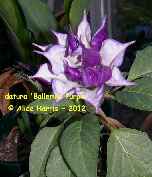 Datura Assorted - View 1 from www redcrocus com