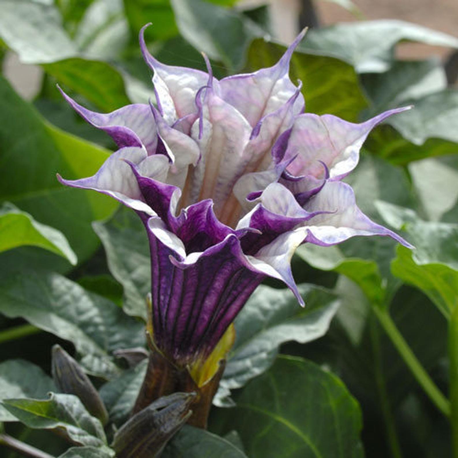 Datura Assorted - View 20 from www redcrocus com