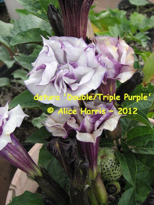 Datura Assorted - View 2 from www redcrocus com