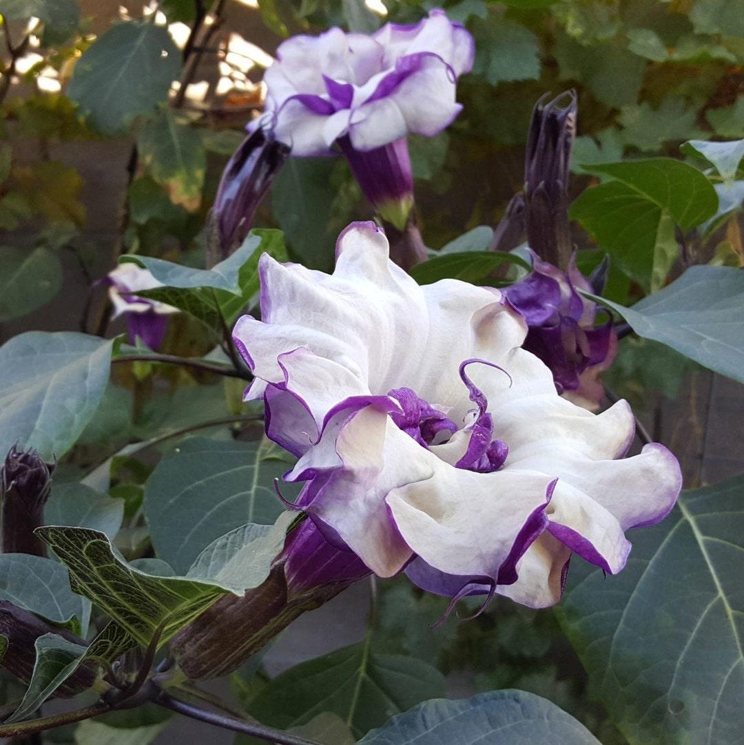 Datura Assorted - View 3 from www redcrocus com