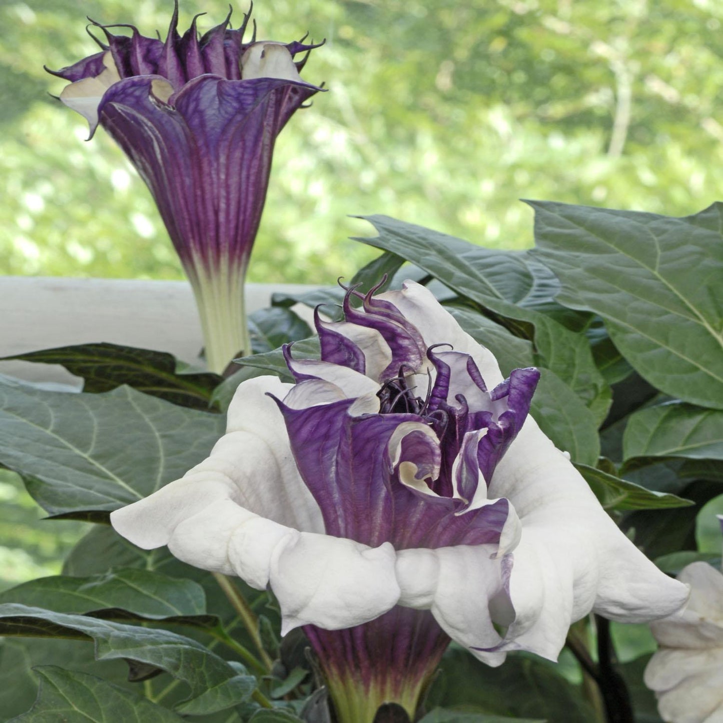 Datura Assorted - View 5 from www redcrocus com