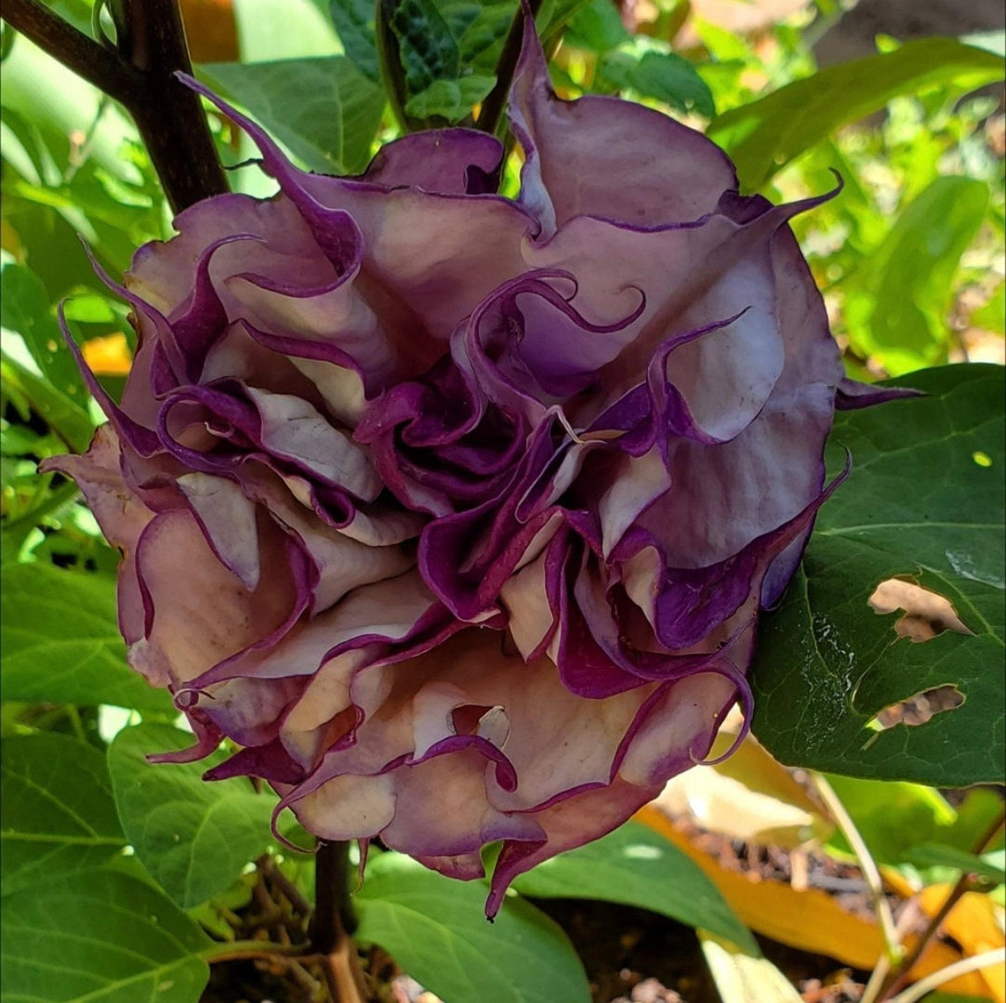 Datura Assorted - View 6 from www redcrocus com