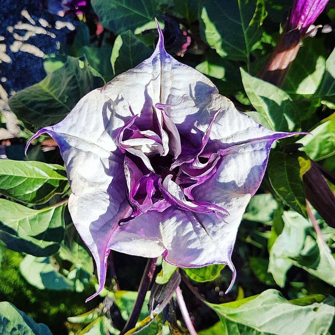 Datura Assorted - View 7 from www redcrocus com
