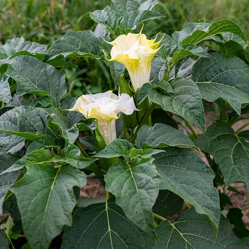 Datura Assorted - View 8 from www redcrocus com