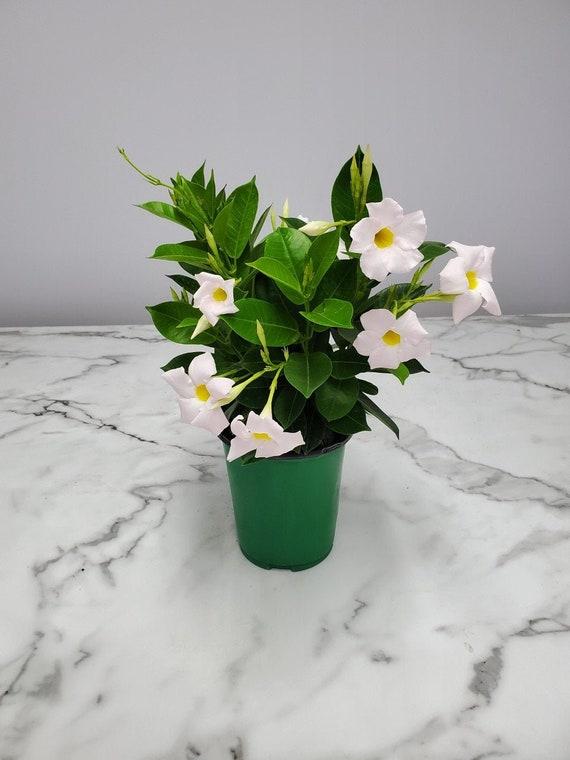 Dipladenia White Bush 11 De14065e Bc3f 468f 9064 48d8dd24eaf0 from www redcrocus com