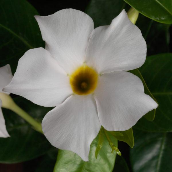 Dipladenia White Bush 14 E7c25095 3924 4ffb A76a 1ab67f155ff6 from www redcrocus com