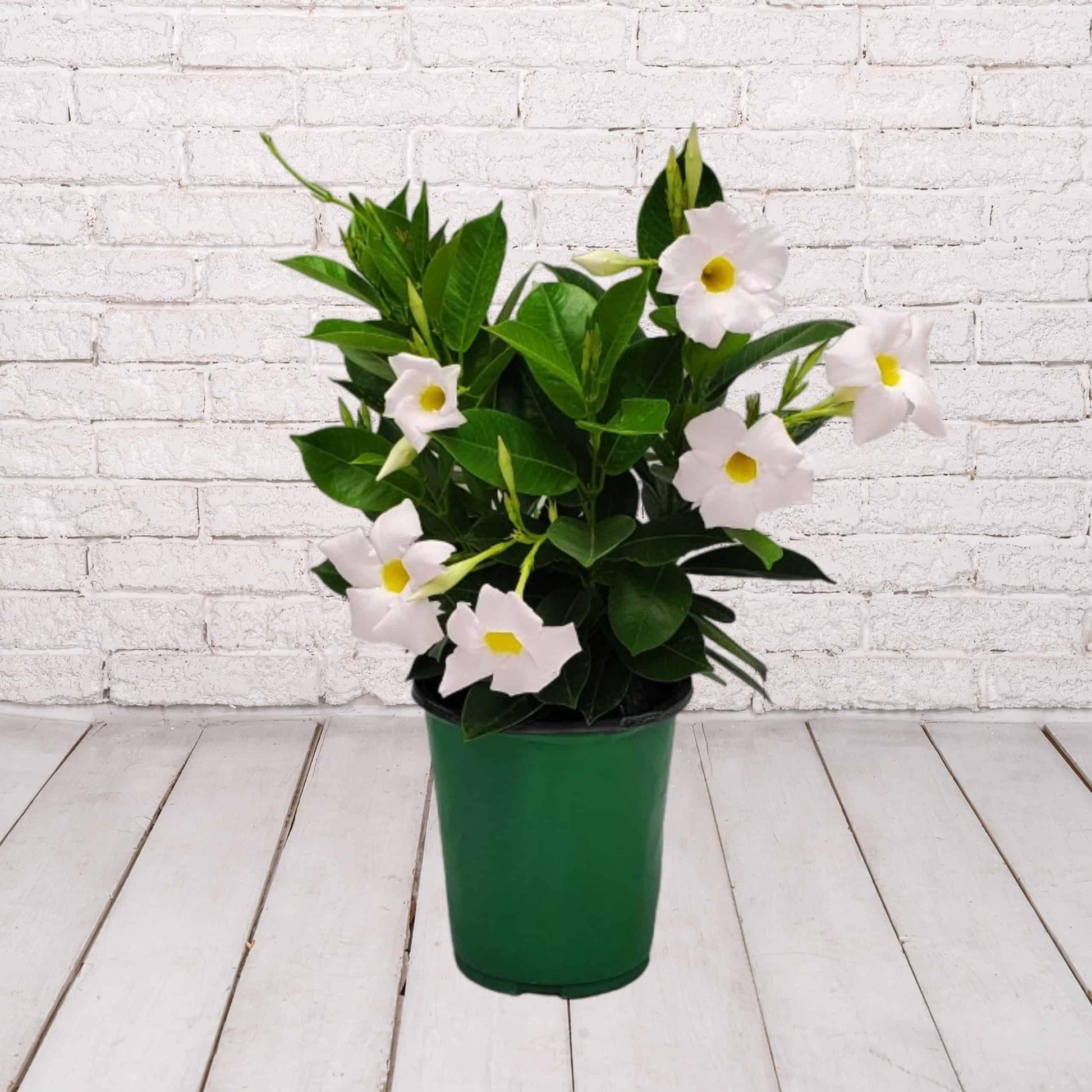 Dipladenia White Bush 15 41fd6cf5 9d29 4aea 9bfc 01c2d590e5e3 from www redcrocus com