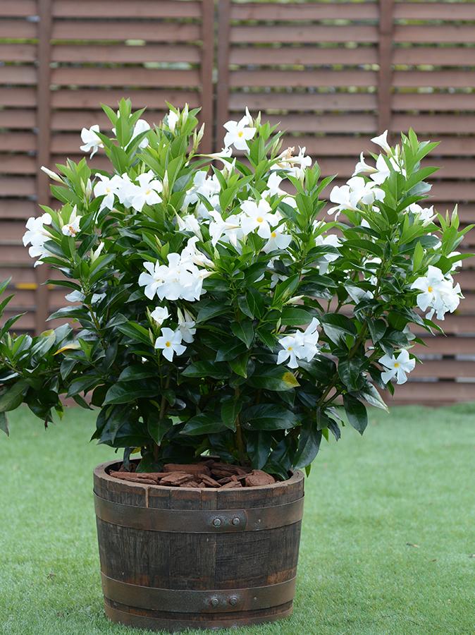 Dipladenia White Bush 16 6aaf54fd 6d14 46c4 86c3 D53f394c8318 from www redcrocus com