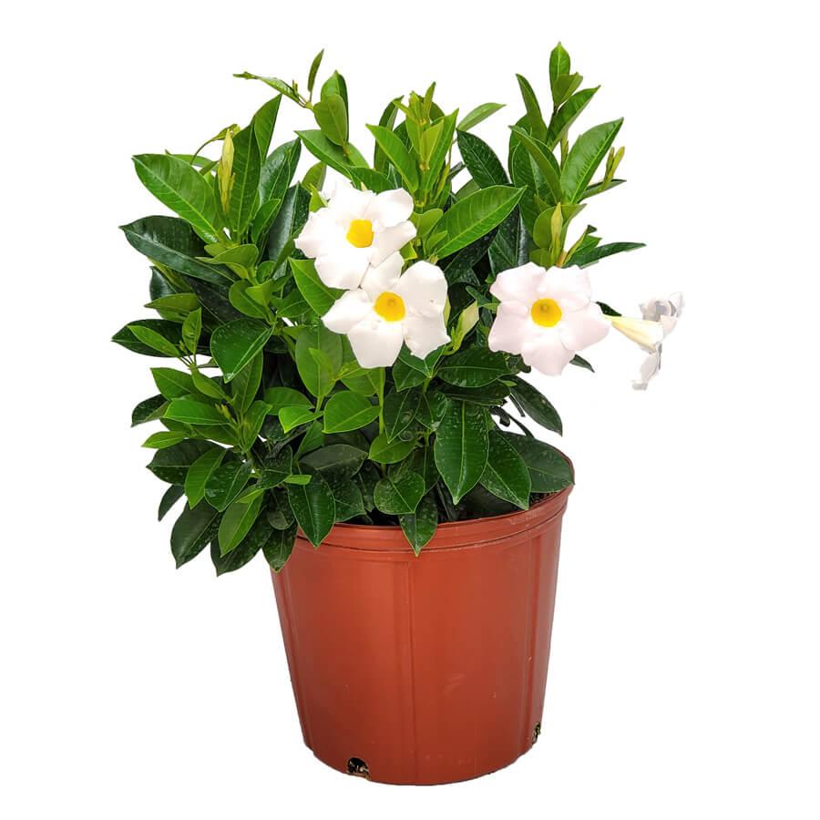 Dipladenia White Bush 2 727ea6ed 134d 48c3 87a9 7be8185e4670 from www redcrocus com