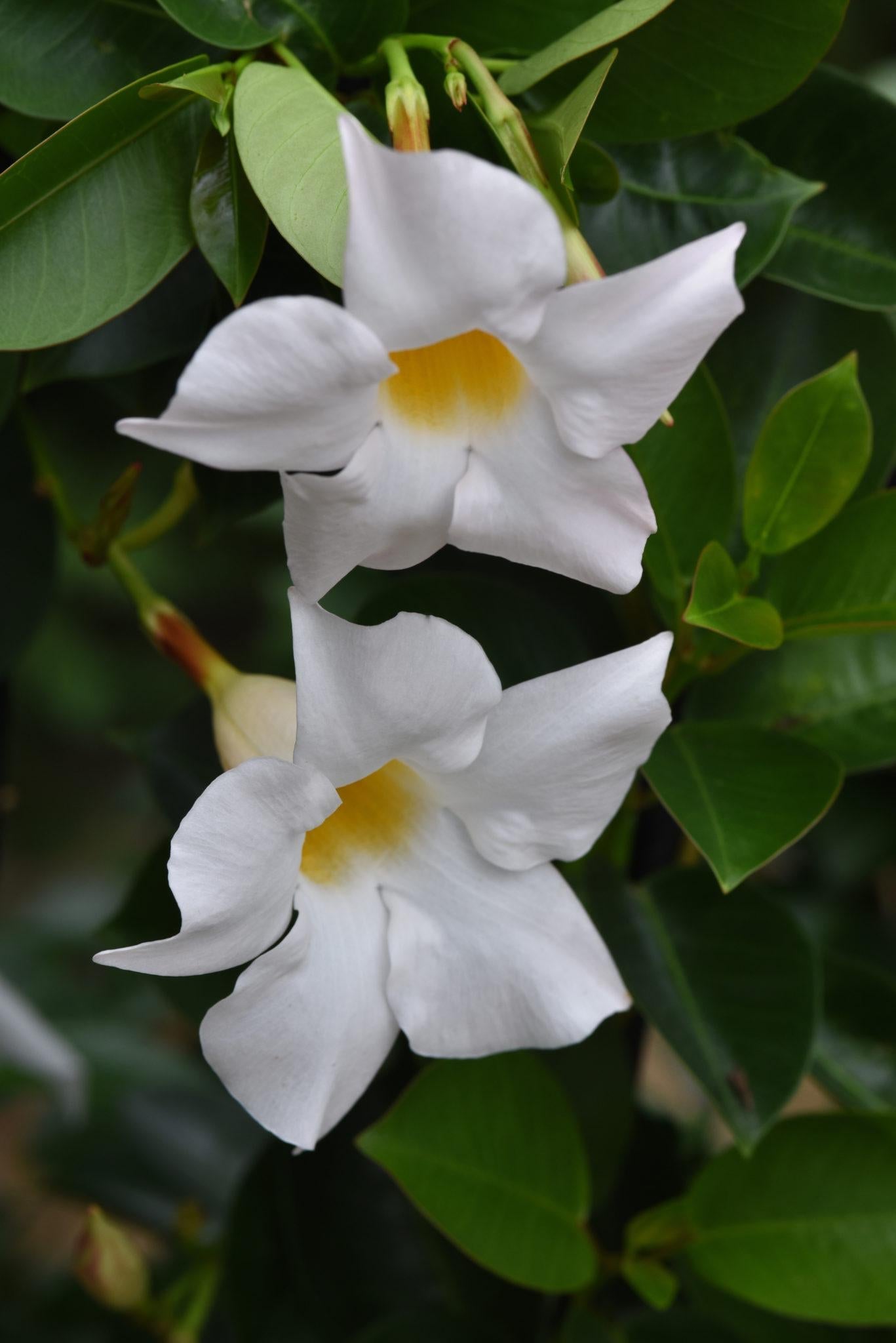 Dipladenia White Bush 4 F550e157 3ee1 4ad7 A753 47a43a6f03e2 from www redcrocus com
