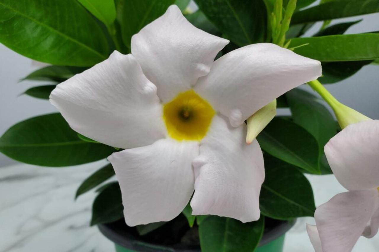 Dipladenia White Bush 9 668f83f7 511f 4364 913f 17c0794a0431 from www redcrocus com