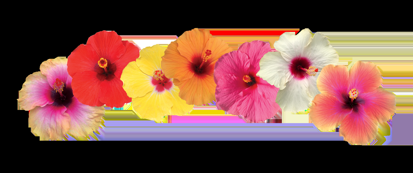 Hibiscus, Bush, Tradewinds, Assorted - View 11 from www redcrocus com