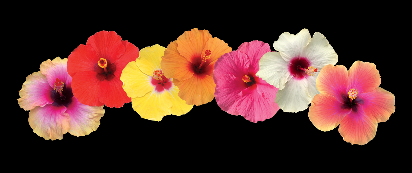 Hibiscus, Bush, Tradewinds, Assorted - View 12 from www redcrocus com