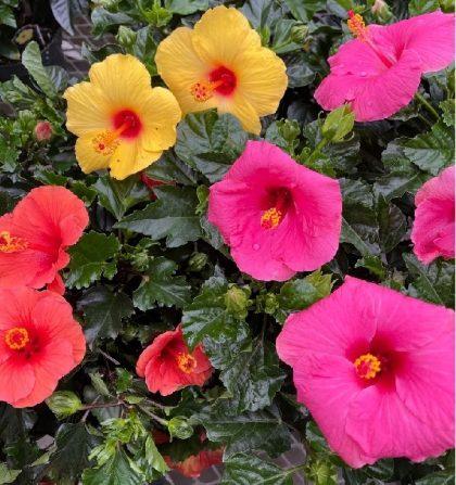 Hibiscus, Bush, Tradewinds, Assorted - View 5 from www redcrocus com