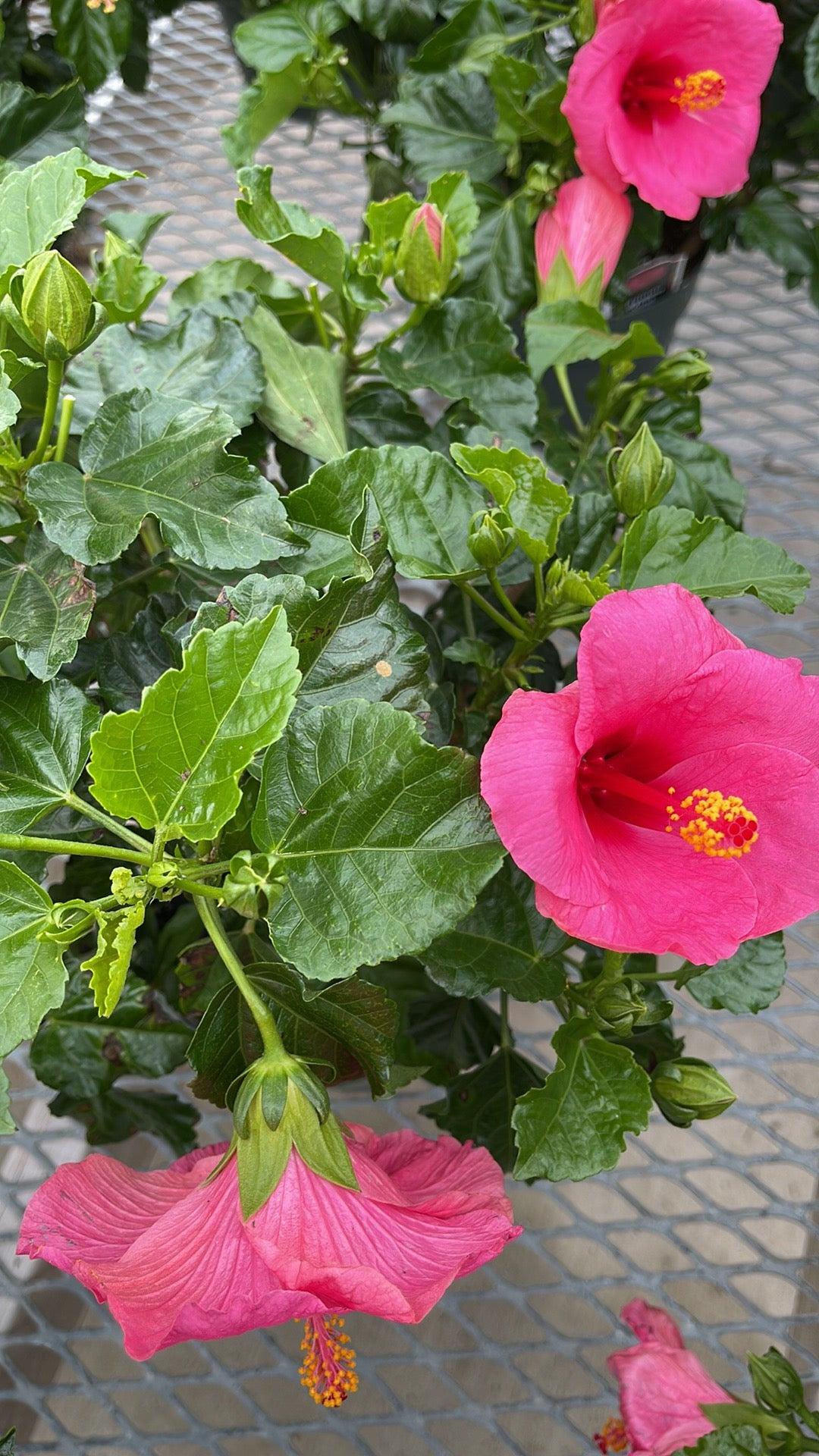 Hibiscus, Bush, Tradewinds, Assorted - View 9 from www redcrocus com