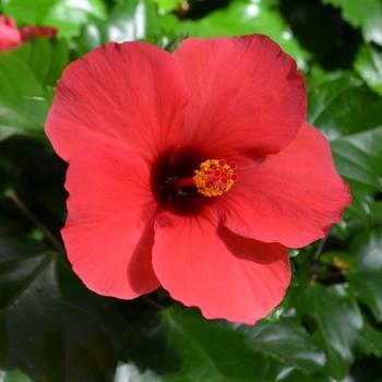 Hibiscus, Bush, Tradewinds, 'lilikoi Yellow' - View 37 from www redcrocus com