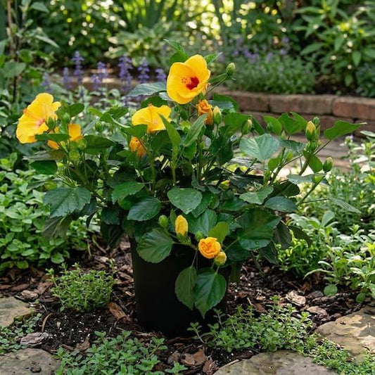 Hibiscus, Bush, Tradewinds, 'lilikoi Yellow' - View 40 from www redcrocus com