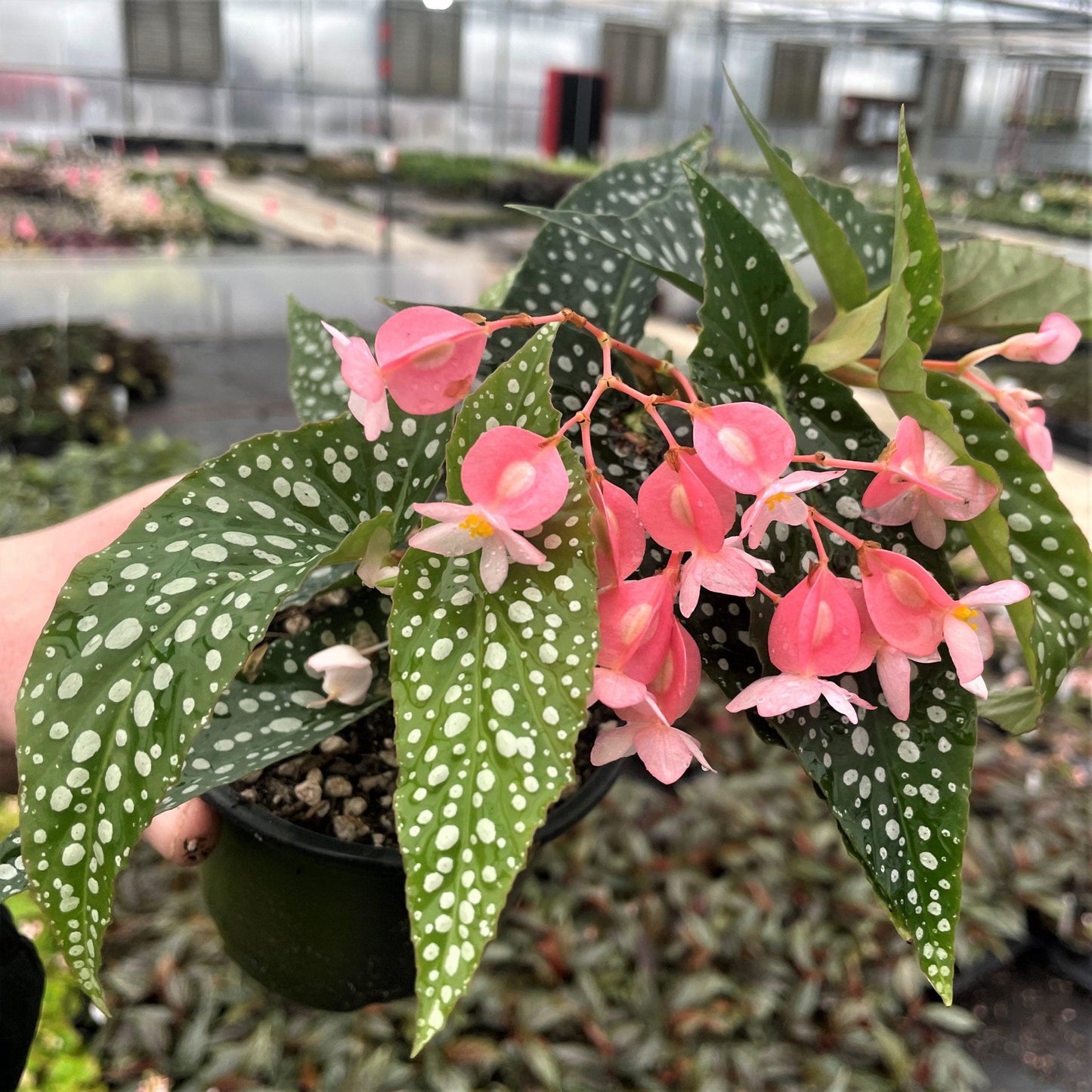 Begonia Maculata - View 10 from www redcrocus com