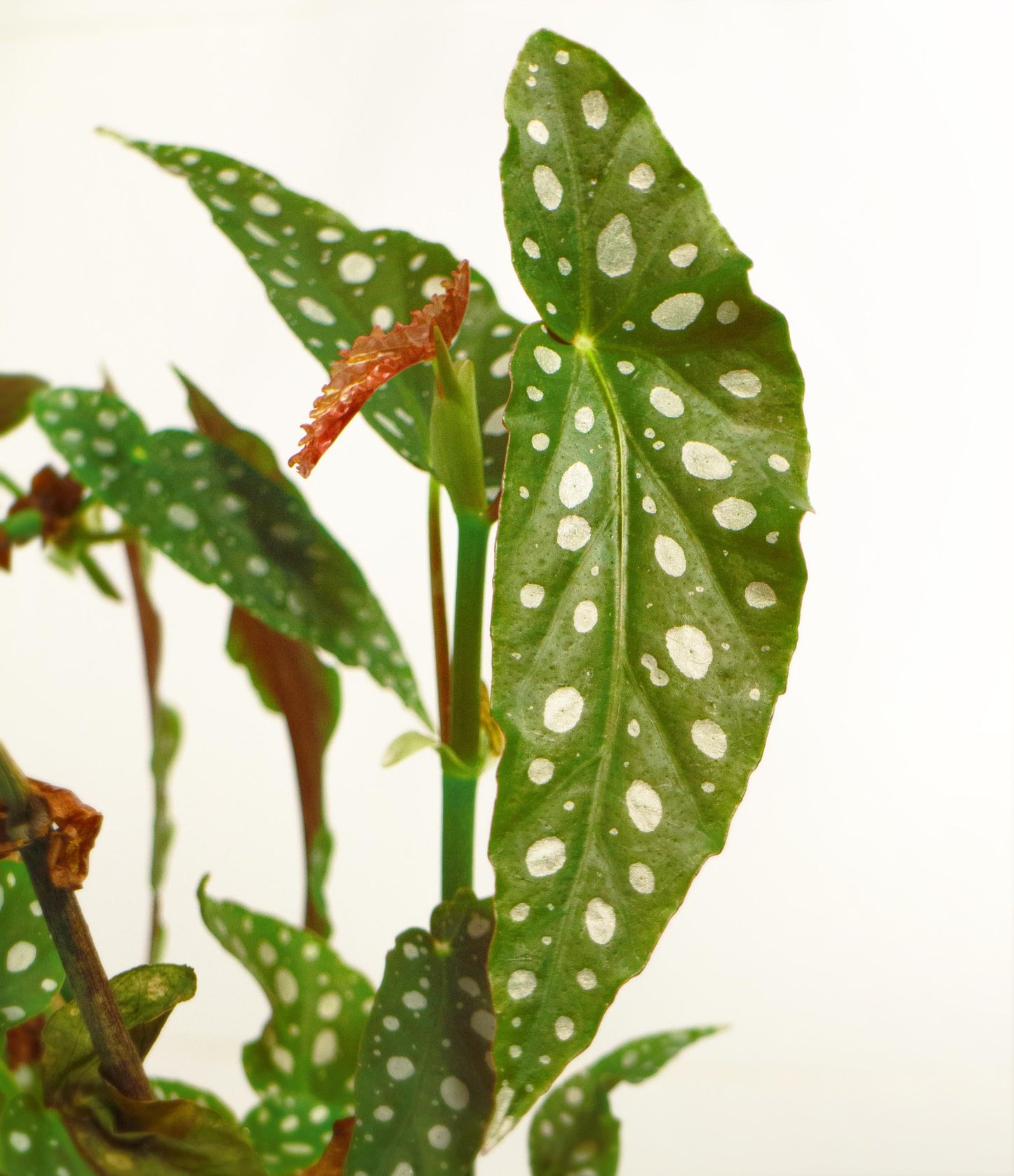Begonia Maculata - View 13 from www redcrocus com
