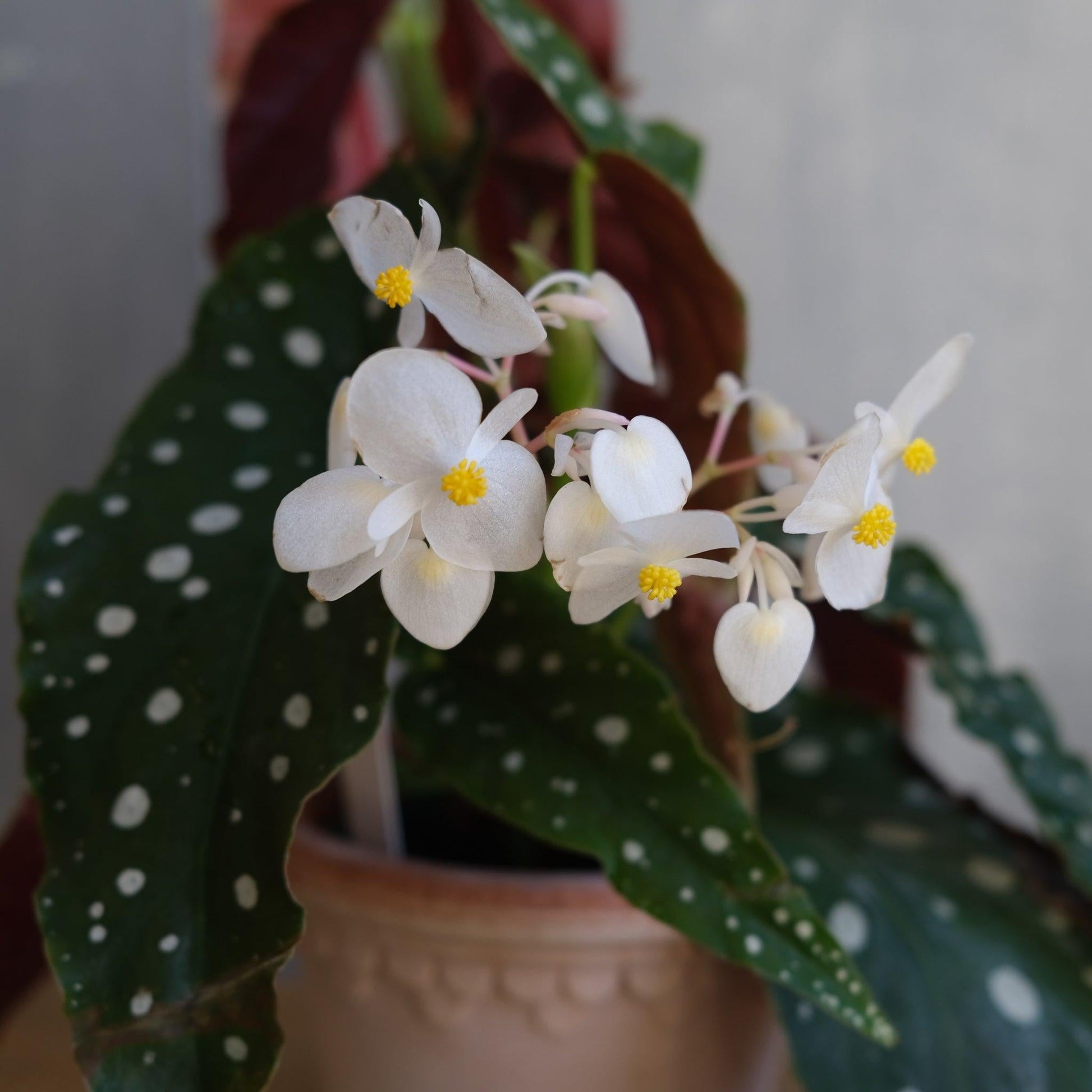 Begonia Maculata - View 16 from www redcrocus com