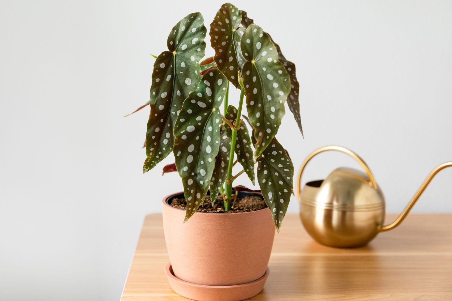 Begonia Maculata - View 17 from www redcrocus com