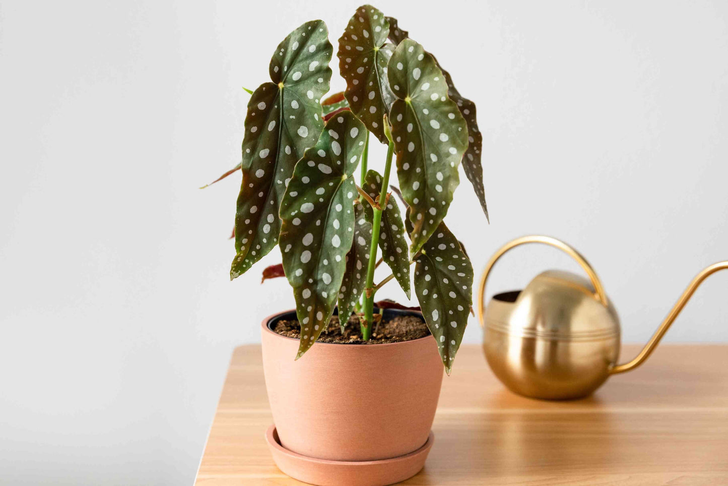 Begonia Maculata - View 18 from www redcrocus com