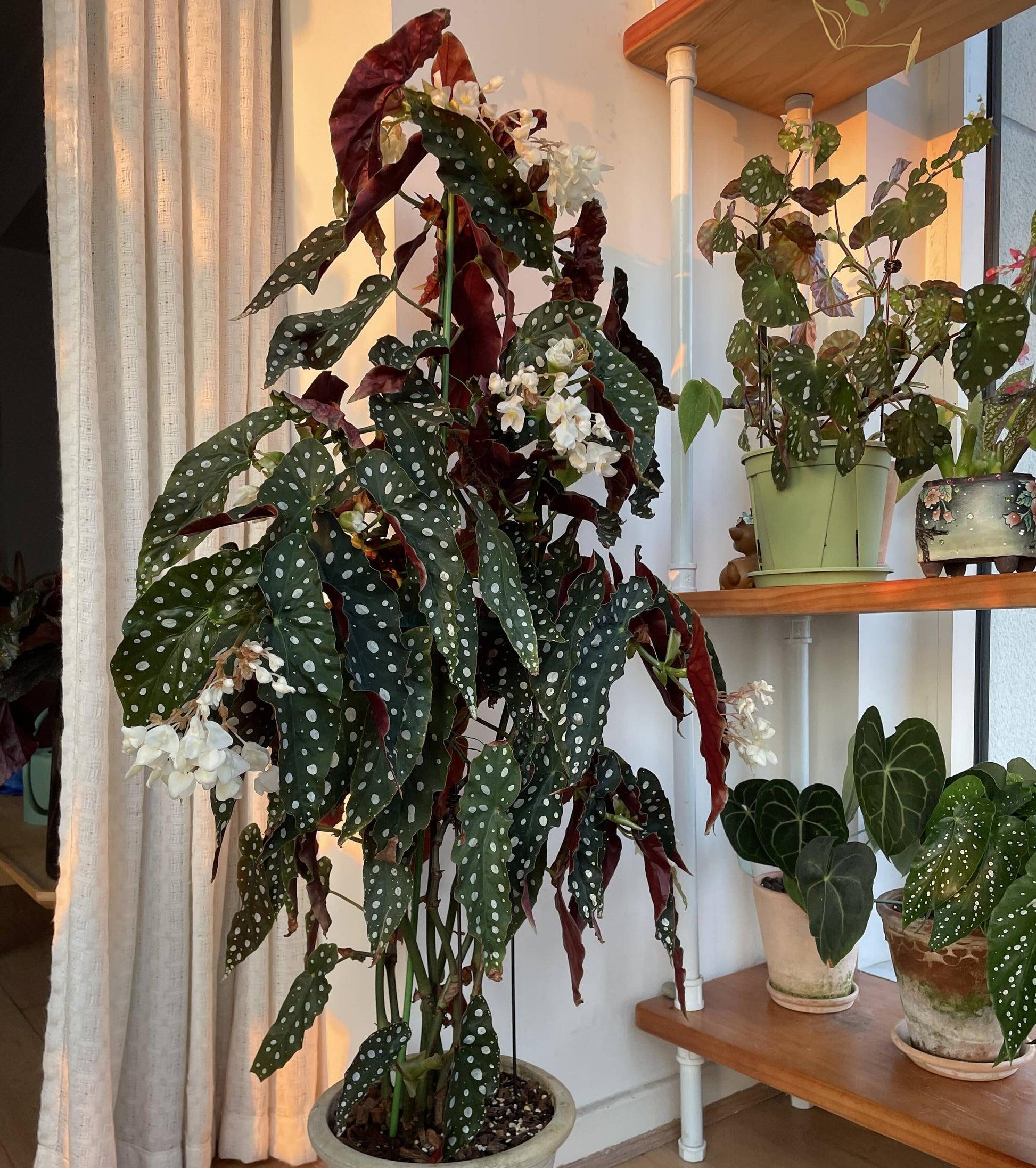 Begonia Maculata - View 1 from www redcrocus com