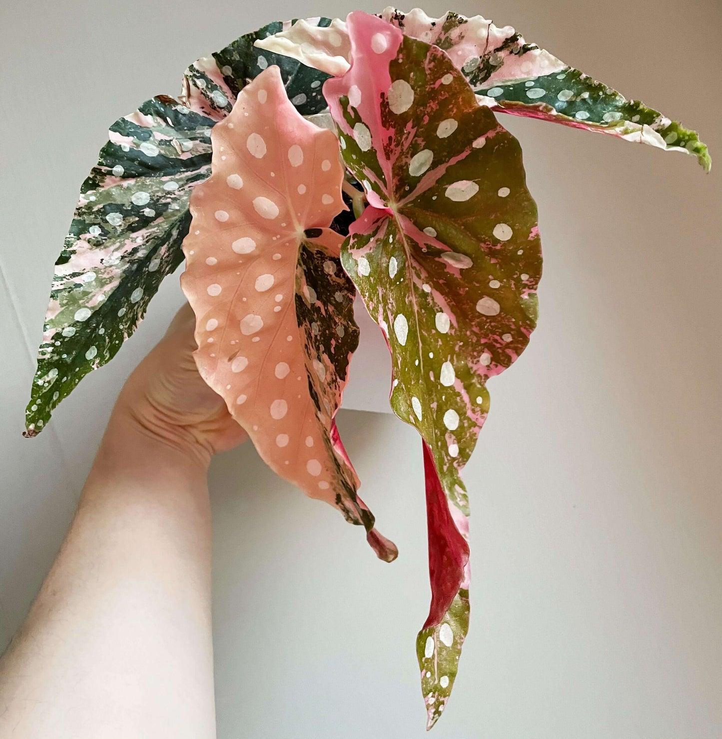 Begonia Maculata - View 21 from www redcrocus com