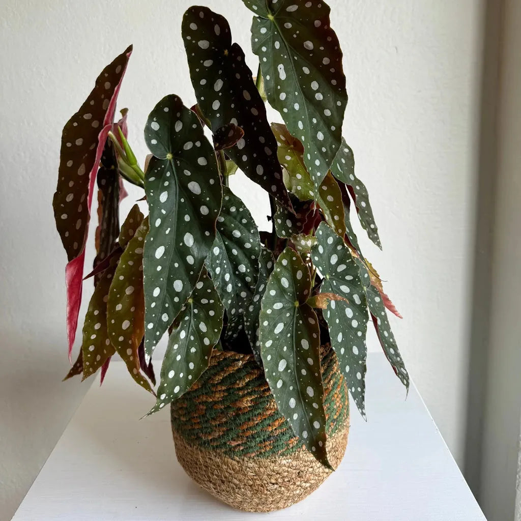 Begonia Maculata - View 22 from www redcrocus com