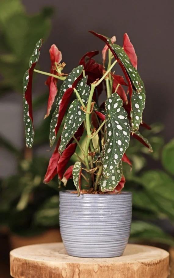 Begonia Maculata - View 23 from www redcrocus com