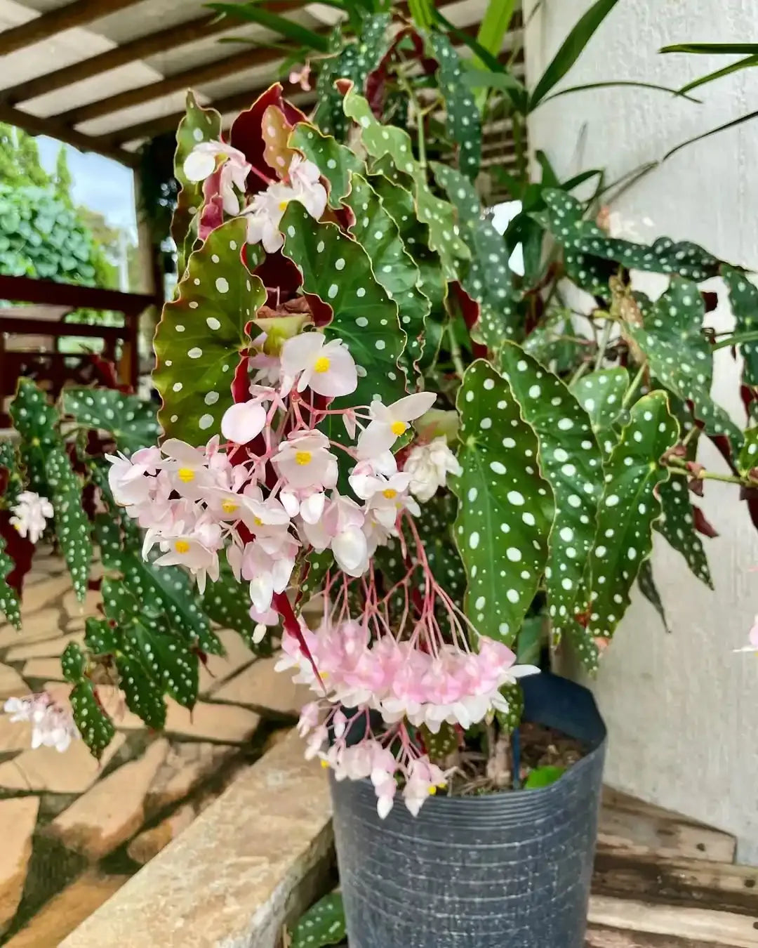 Begonia Maculata - View 24 from www redcrocus com