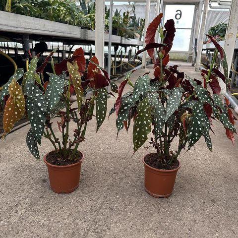 Begonia Maculata - View 26 from www redcrocus com