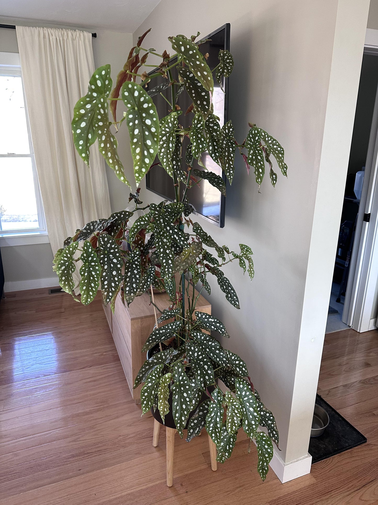 Begonia Maculata - View 27 from www redcrocus com