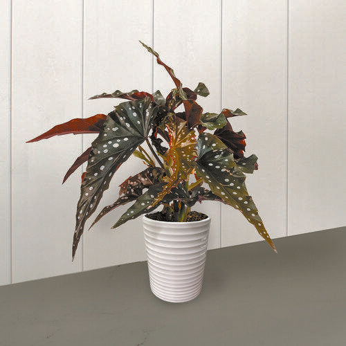 Begonia Maculata - View 28 from www redcrocus com