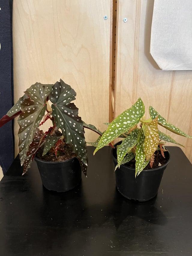 Begonia Maculata - View 29 from www redcrocus com