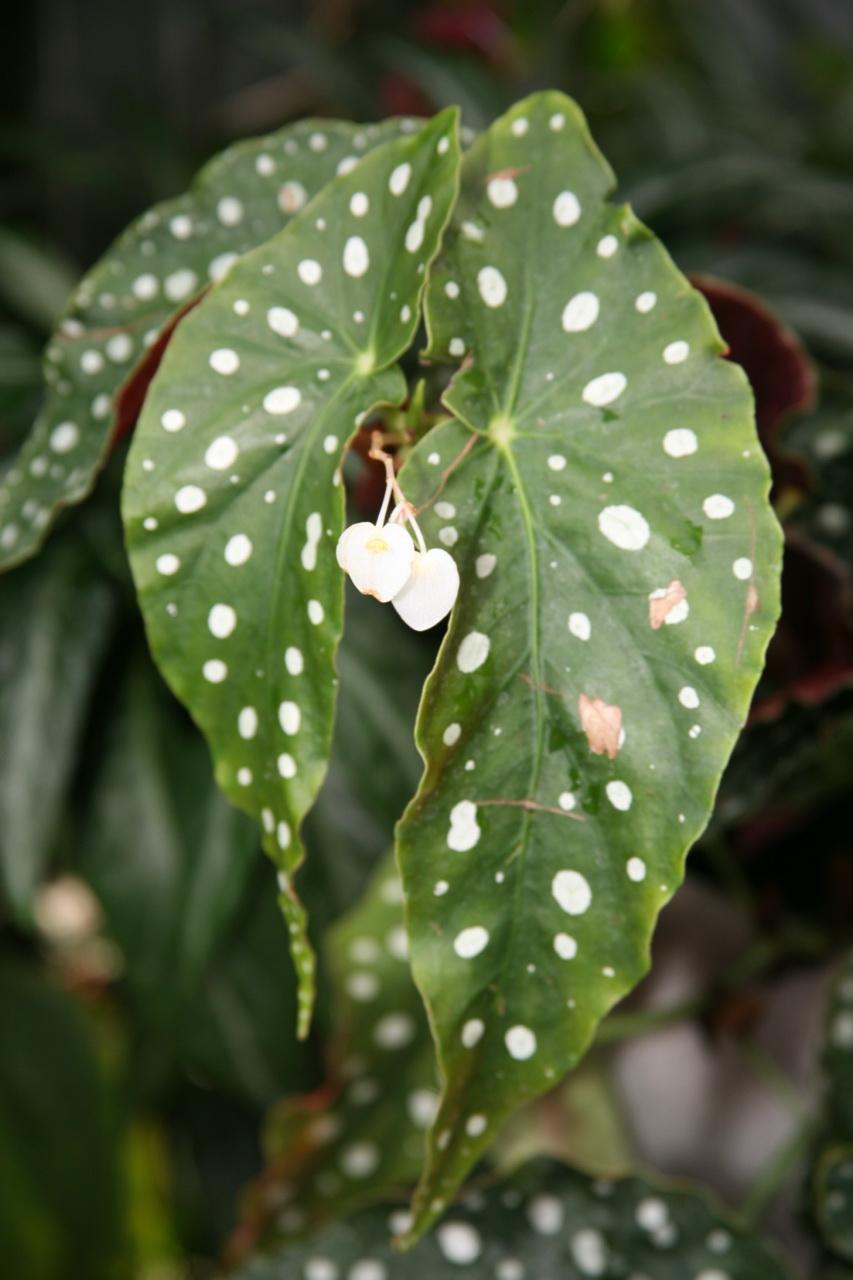 Begonia Maculata - View 30 from www redcrocus com