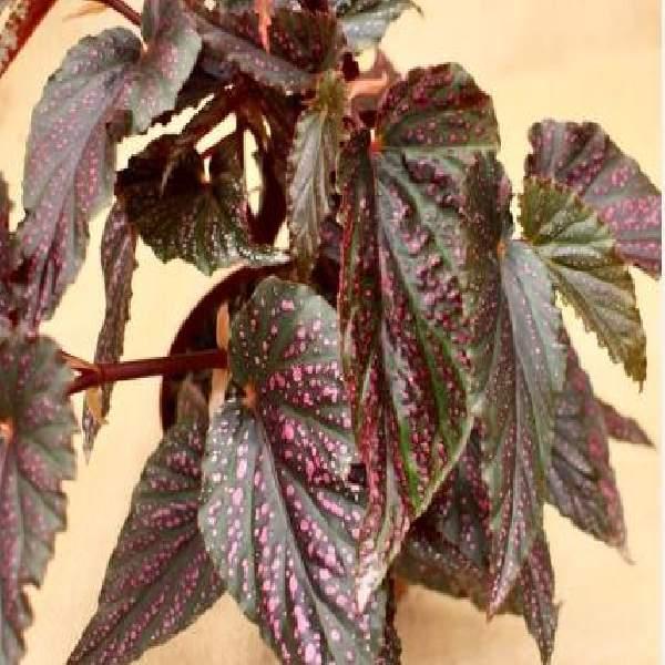 Begonia Maculata - View 32 from www redcrocus com