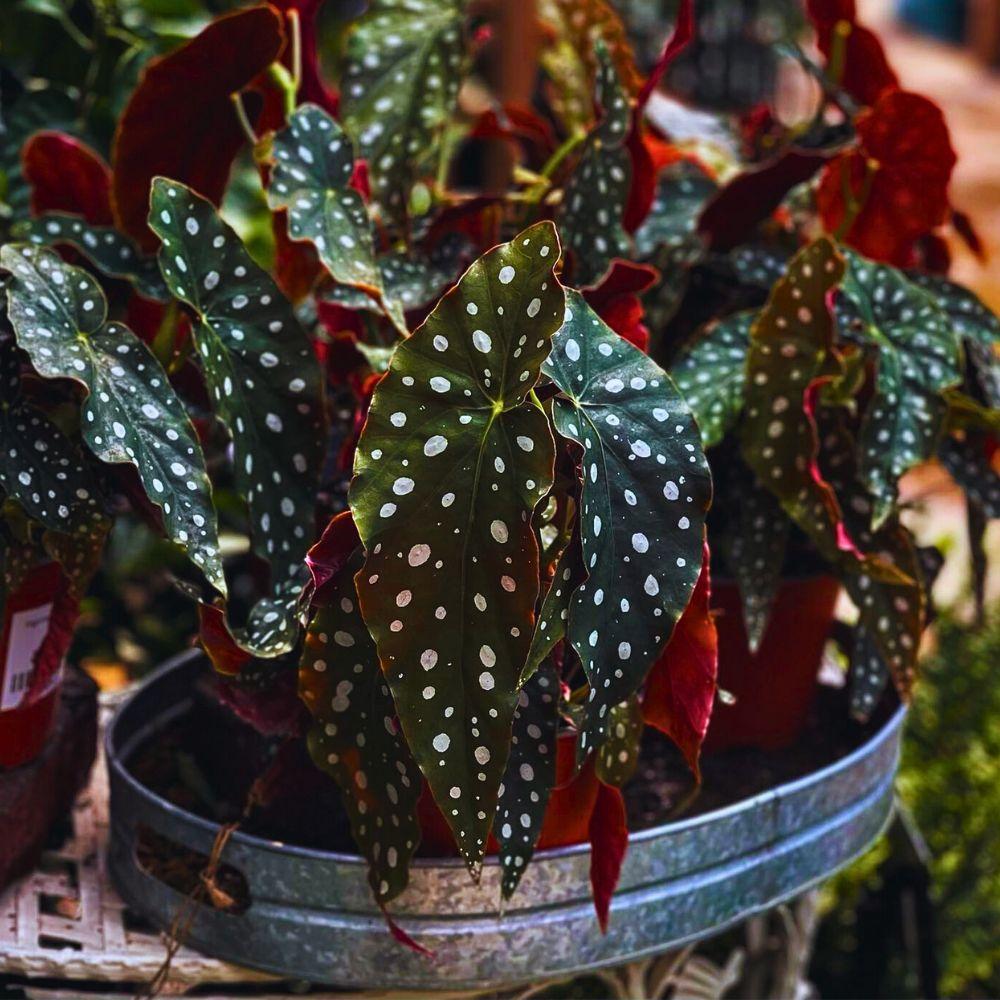 Begonia Maculata - View 33 from www redcrocus com