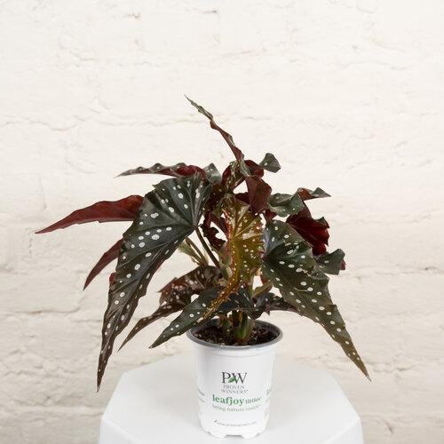 Begonia Maculata - View 34 from www redcrocus com