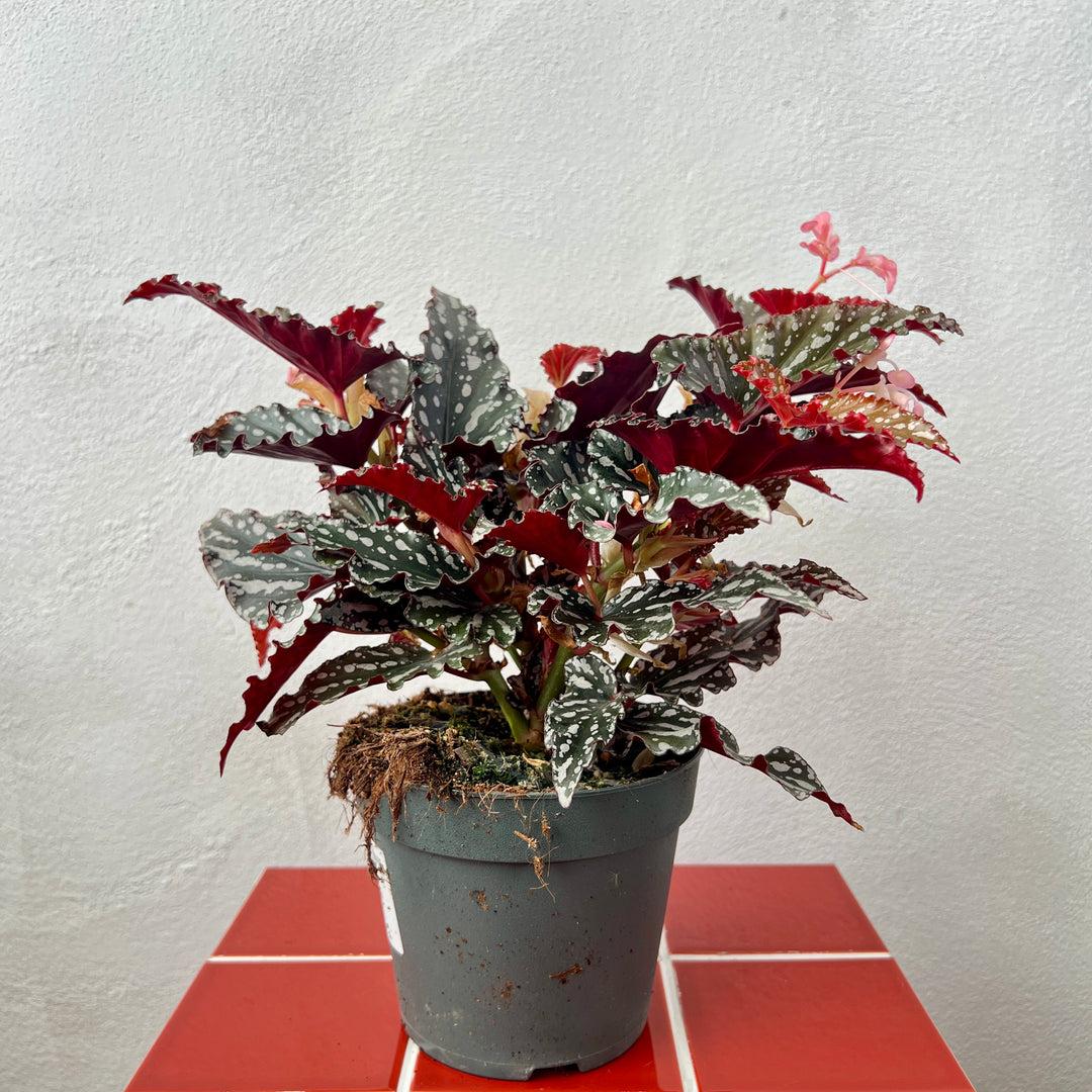 Begonia Maculata - View 35 from www redcrocus com