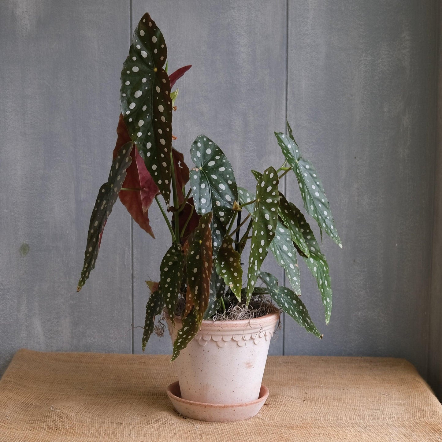 Begonia Maculata - View 6 from www redcrocus com