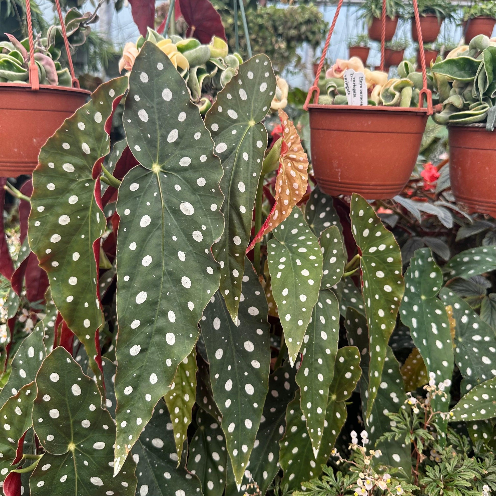 Begonia Maculata - View 7 from www redcrocus com