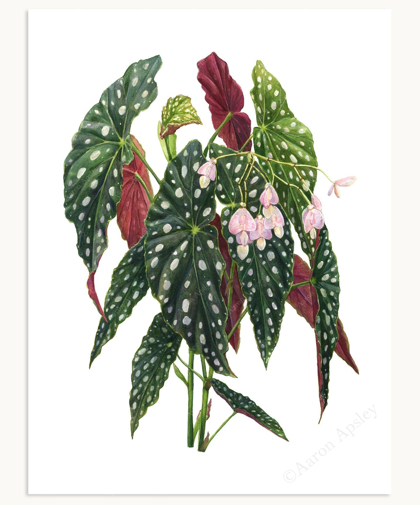 Begonia Maculata - View 9 from www redcrocus com